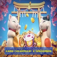 como reconhecer o lobisomem